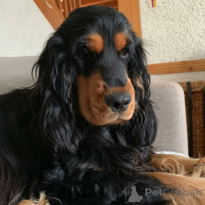 Photo №3. Cocker Spaniel Puppy. USA