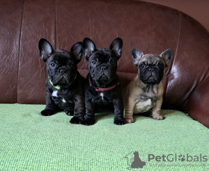 Photos supplémentaires: Chiots bouledogue français