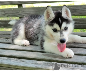 Photo №1. husky de sibérie - à vendre en ville de Arronman de Bruxelles Capital | négocié | Annonce №157314