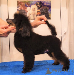 Photos supplémentaires: Caniche nain mâle, né le 30/06/24, le chiot est prometteur pour les expositions