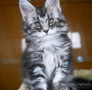 Photo №1. maine coon - à vendre en ville de Франкфурт-на-Майне | 190€ | Annonce № 123676