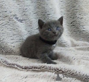 Photo №3. Chatons British Shorthair à adopter dans des foyers 5 étoiles. Allemagne