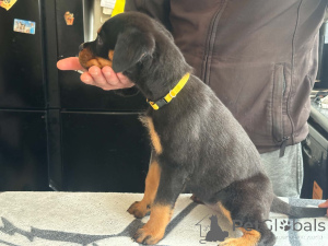Photo №4. Je vais vendre rottweiler en ville de Billnäs.  - prix - 500€