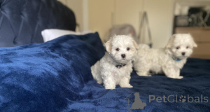 Photo №2 de l'annonce № 156387 de la vente bichon maltais - acheter à Allemagne 