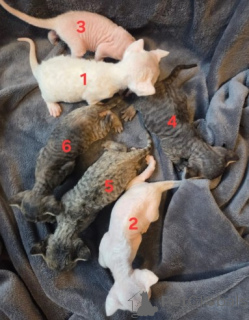 Photo №2 de l'annonce № 160324 de la vente devon rex - acheter à Allemagne éleveur