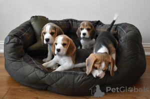 Photo №2 de l'annonce № 130510 de la vente beagle - acheter à USA annonce privée