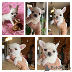 Photo №1. chihuahua - à vendre en ville de Kalisz | négocié | Annonce №43645