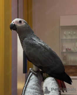 Photo №4. Je vais vendre  en ville de Barcelone.  - prix - 1700€