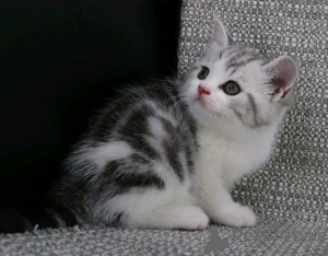 Photo №1.  - à vendre en ville de Bouton | Gratuit | Annonce № 161746