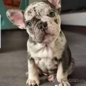 Photo №2 de l'annonce № 131716 de la vente bouledogue - acheter à La finlande annonce privée