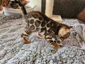 Photo №1. bengal - à vendre en ville de Helsingborg | 750€ | Annonce № 153207