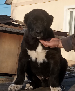 Photo №1. chien bâtard - à vendre en ville de Odessa | 457€ | Annonce №5311