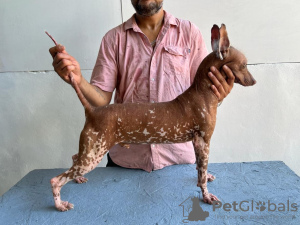 Photo №2 de l'annonce № 95673 de la vente xoloitzcuintle - acheter à Mexique 
