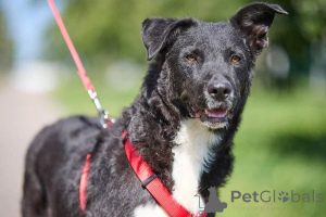 Photo №3. La nuit est très gentille et très propre.. Fédération de Russie