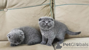 Photo №1. scottish fold - à vendre en ville de Londres | 250€ | Annonce № 121339