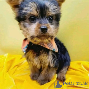 Photo №3. Chiots de race pure Yorkie contactez WhatsApp Business 447450021323. La finlande