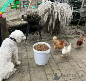 Photo №4. Je vais vendre  en ville de Berlin. éleveur - prix - négocié