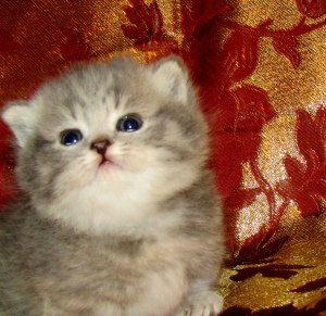 Photo №1. chat de gouttière - à vendre en ville de Barnaul | 424€ | Annonce № 4220