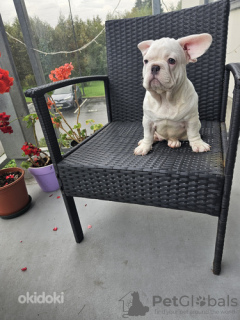 Photo №3. Maxime Sousarov. Estonie