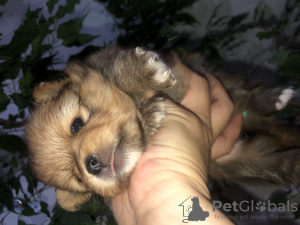 Photo №4. Je vais vendre  en ville de Minsk. annonce privée - prix - 385€