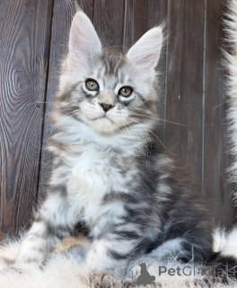 Photo №2 de l'annonce № 161668 de la vente maine coon - acheter à USA éleveur