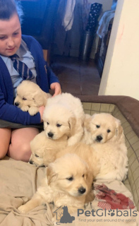 Photo №4. Je vais vendre golden retriever en ville de Görlitz.  - prix - 450€