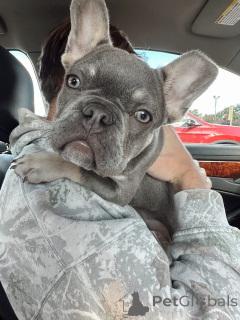 Photo №3. Wunderschöne Französische Bulldogge Welpen suchen ein liebevolles Zuhause. Allemagne