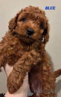 Photo №2 de l'annonce № 166521 de la vente caniche (jouet) - acheter à Pays Bas 