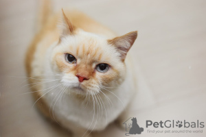 Photo №3. Le charmant chat blanc Donut est à la recherche d'un foyer et d'une famille. Biélorussie