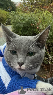 Photos supplémentaires: Le magnifique chat roux Zlata est entre de bonnes mains