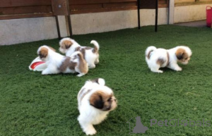Photo №1. shih tzu - à vendre en ville de Madrid | négocié | Annonce №175860