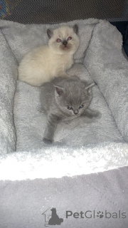 Photo №3. British shorthair..whatsapp moi au 44 7453 907158. Allemagne