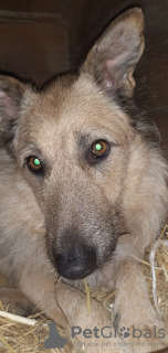 Photo №2 de l'annonce № 127434 de la vente chien bâtard - acheter à Fédération de Russie annonce privée