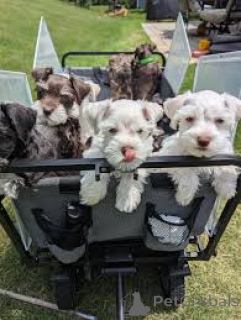 Photo №1. schnauzer miniature - à vendre en ville de Madrid | 700€ | Annonce №165993