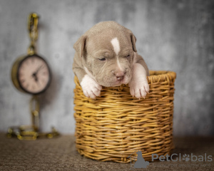 Photo №2 de l'annonce № 54828 de la vente american bully - acheter à Fédération de Russie annonce privée, éleveur