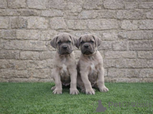Photo №3. Chiots Cane Corso. Serbie