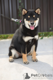 Photos supplémentaires: Chiots Shiba Inu