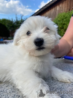 Photo №4. Je vais vendre chien bâtard en ville de Heidelberg. annonce privée, de la fourrière, de l'abri, éleveur - prix - négocié