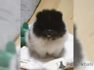 Photo №1. spitz nain - à vendre en ville de Linz | négocié | Annonce №159968