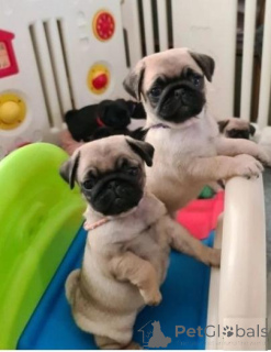 Photo №1. carlin - à vendre en ville de Baldone | négocié | Annonce №159994