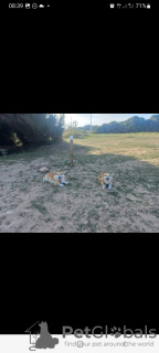 Photo №3. Chiots corgi gallois de Pembroke. Espagne