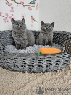 Photo №2 de l'annonce № 108587 de la vente british shorthair - acheter à Allemagne annonce privée, de la fourrière, de l'abri, éleveur