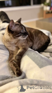 Photo №2 de l'annonce № 152702 de la vente bengal - acheter à Belgique annonce privée