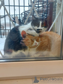 Photo №3. Le tendre minou Busya cherche une bonne maison !. Fédération de Russie