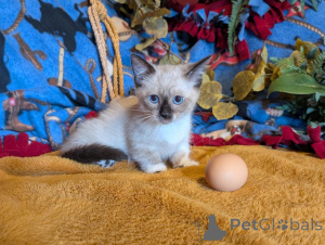 Photo №1. munchkin - à vendre en ville de Génolir | 350€ | Annonce № 178739