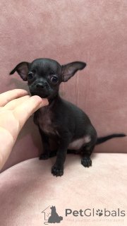 Photo №4. Je vais vendre petit chien russe en ville de Tbilissi. annonce privée - prix - 266€