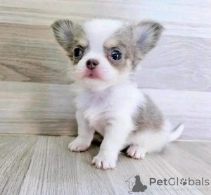 Photo №1. chihuahua - à vendre en ville de Chicago | 372€ | Annonce №138087