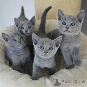 Photo №1. bleu russe - à vendre en ville de Frijus | négocié | Annonce № 173740