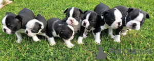 Photos supplémentaires: Adorables chiots Boston Terrier en adoption gratuite