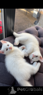 Photo №1. angora turc - à vendre en ville de Barcelone | négocié | Annonce № 178708